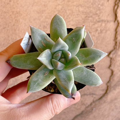 多肉植物
