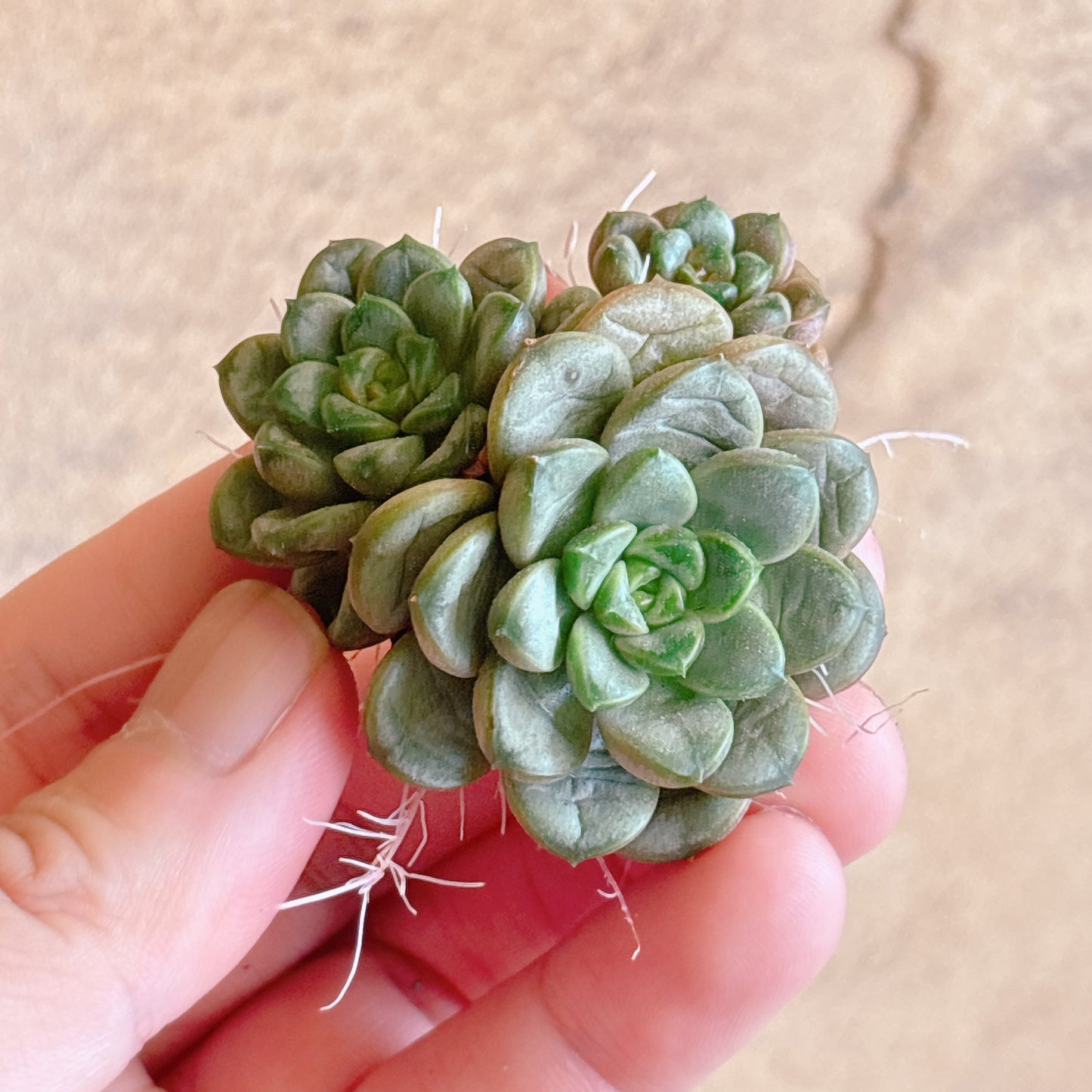 多肉植物