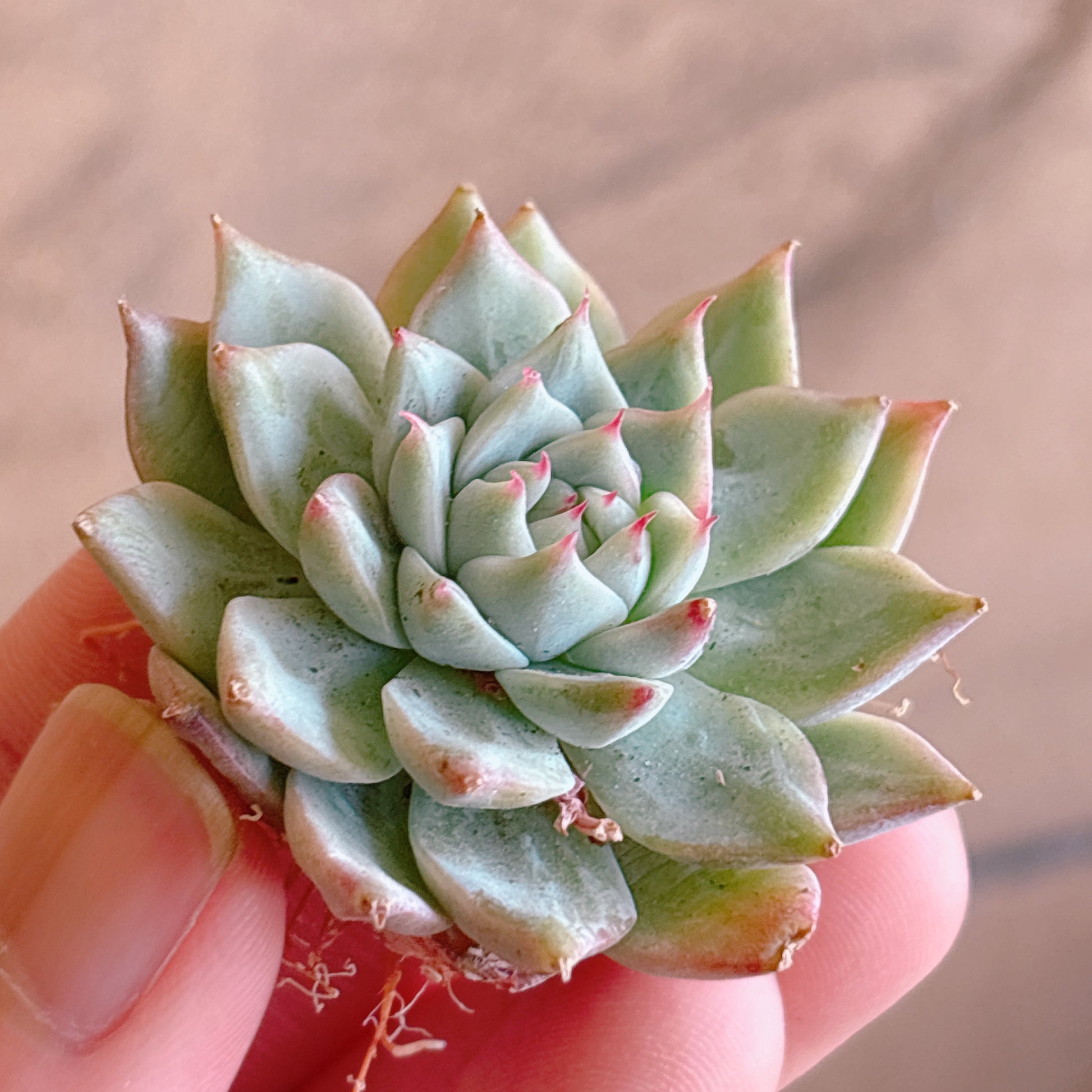 多肉植物
