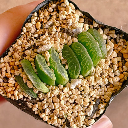 多肉植物