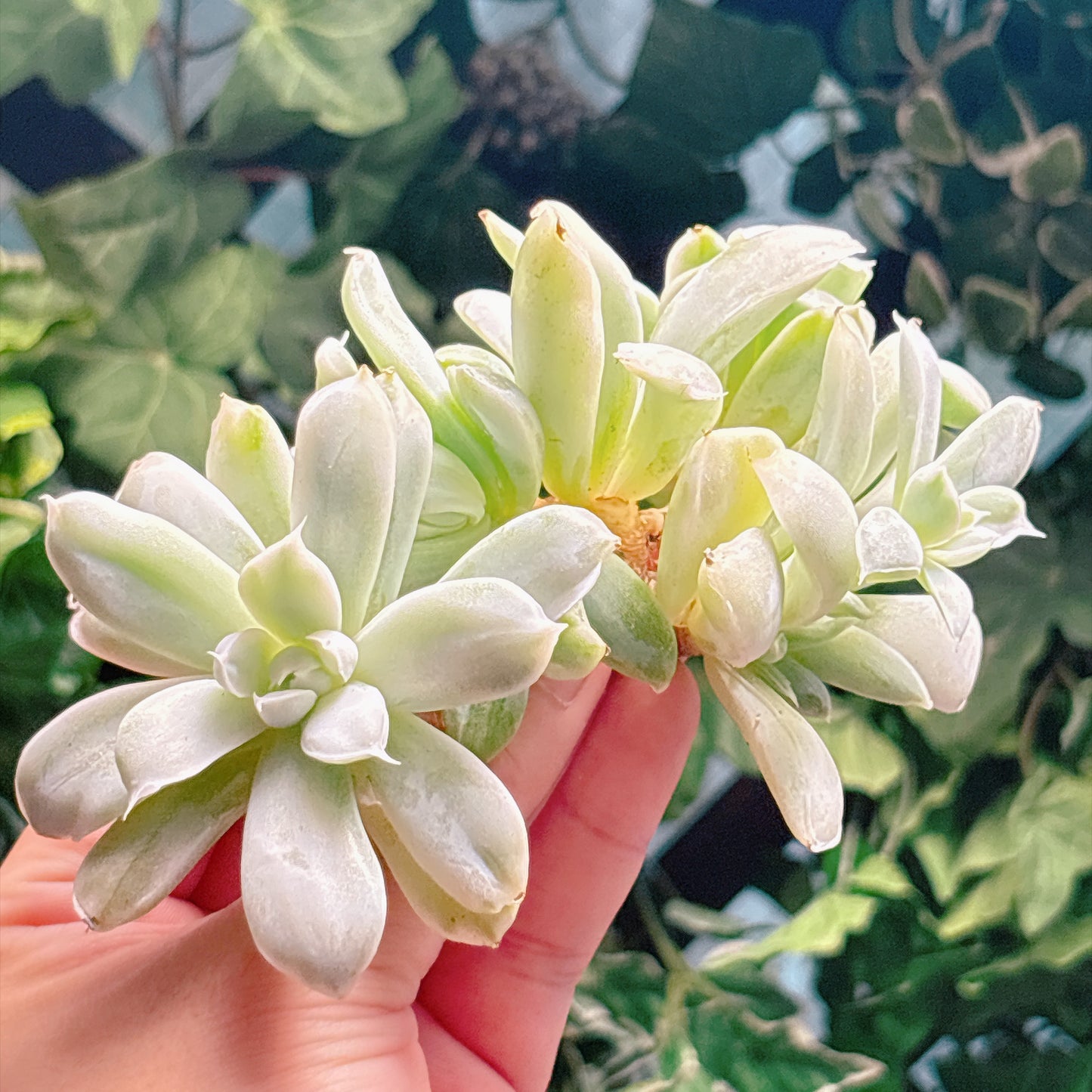 多肉植物