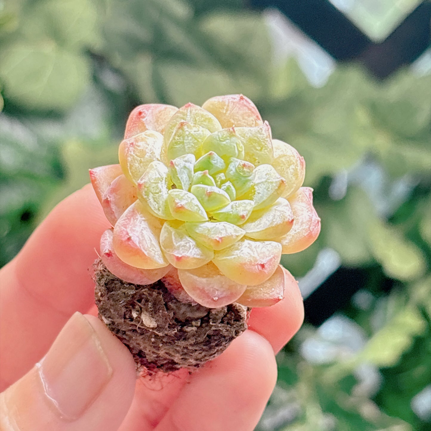 多肉植物