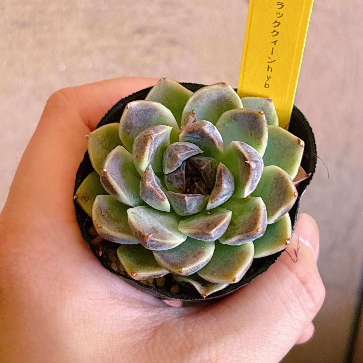 多肉植物