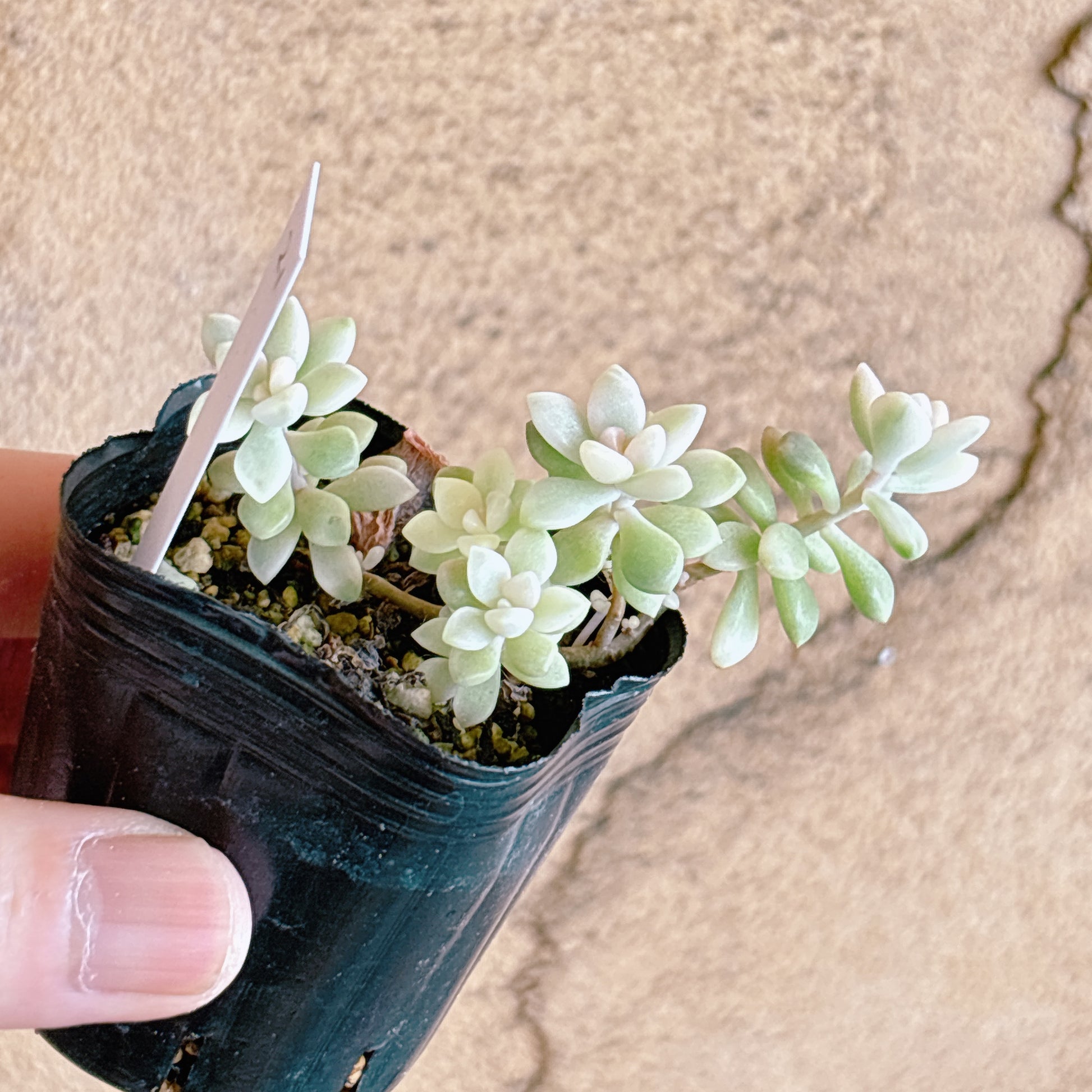 多肉植物