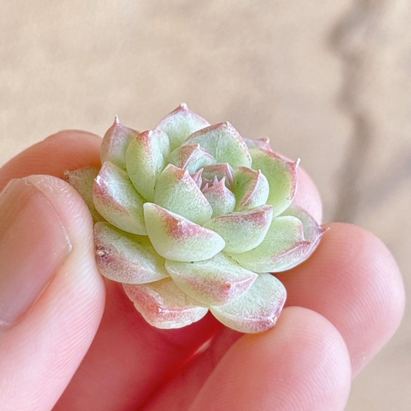 多肉植物