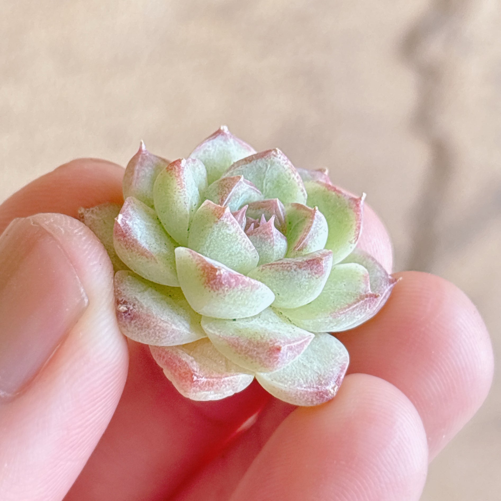 多肉植物