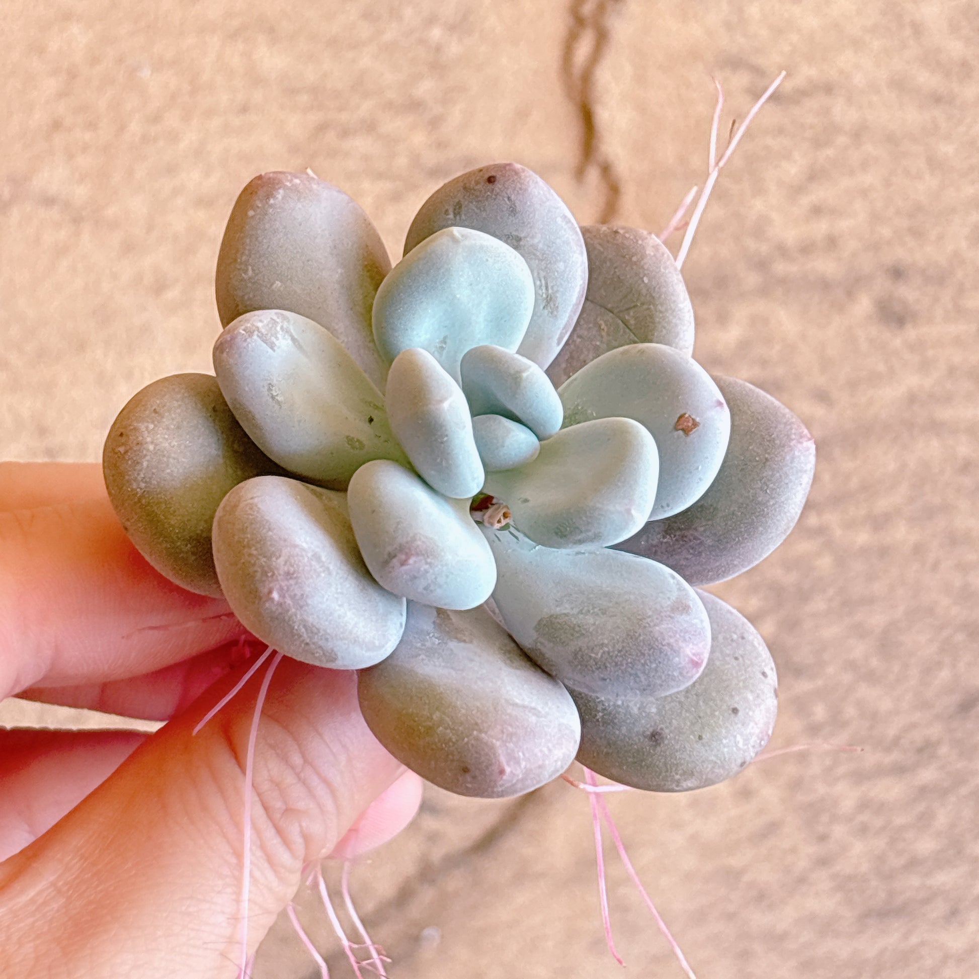 多肉植物