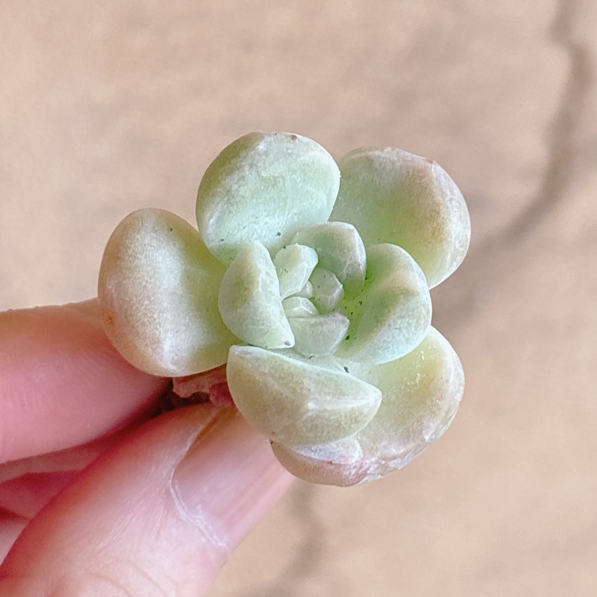 多肉植物