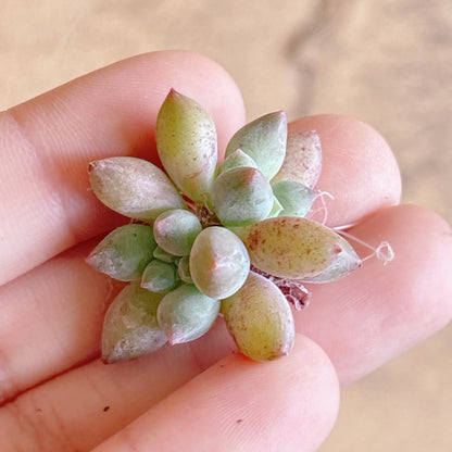 多肉植物