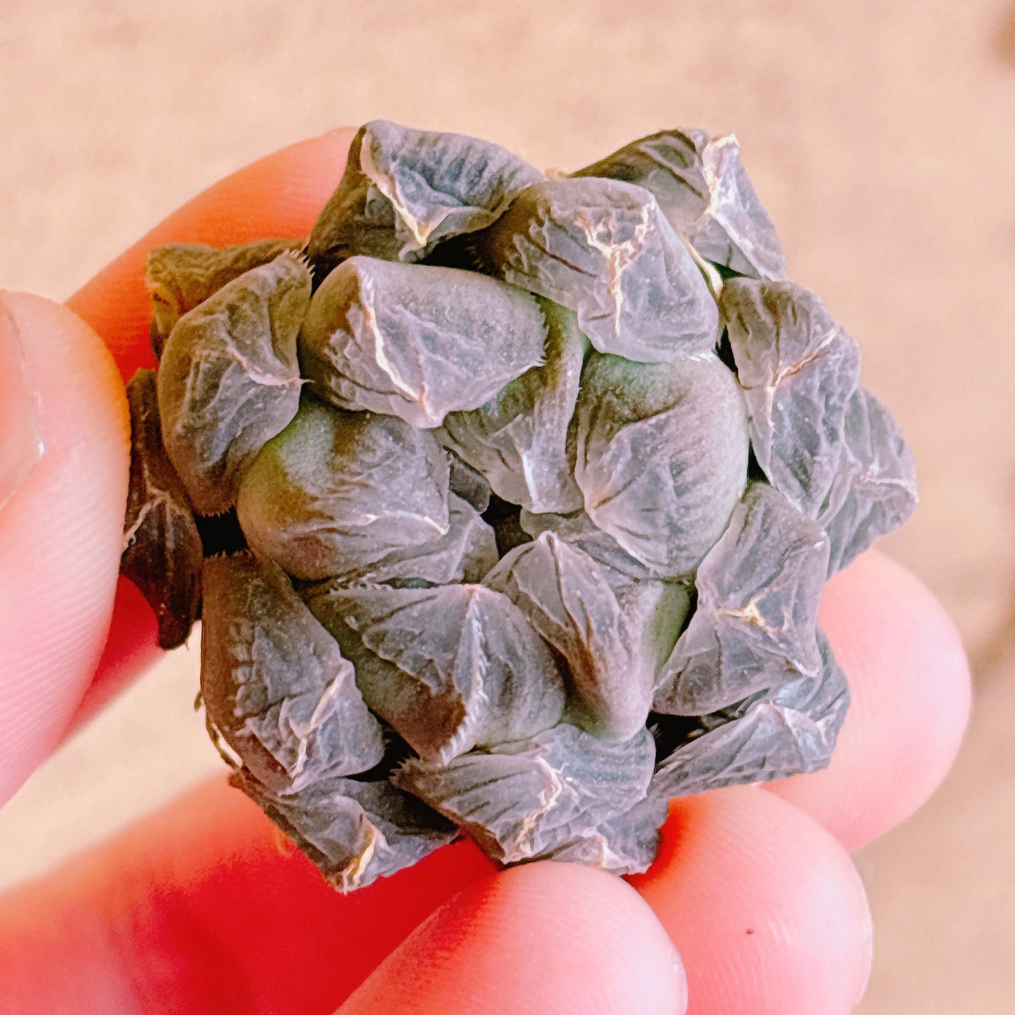 多肉植物