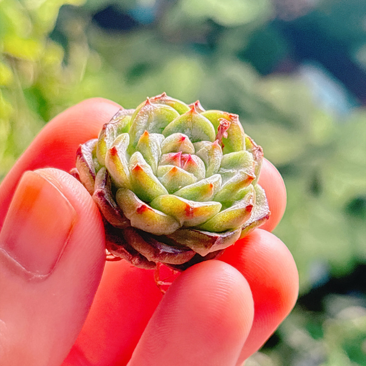 多肉植物