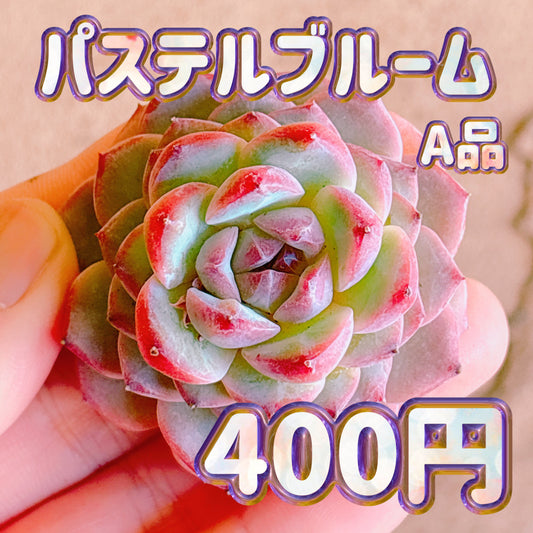パステルブルーム　A品　カット苗