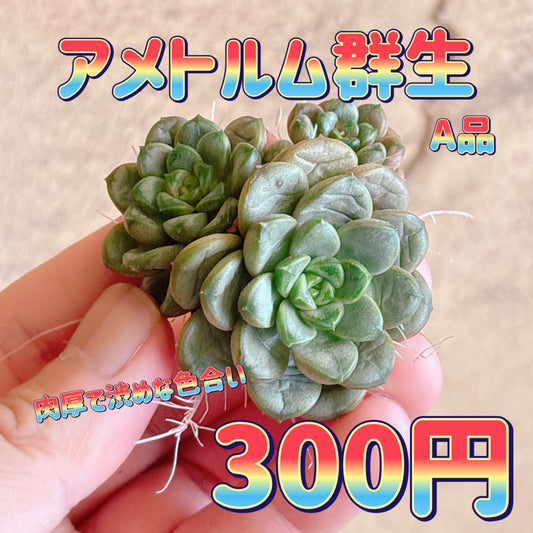 アメトルム群生　A品　カット苗