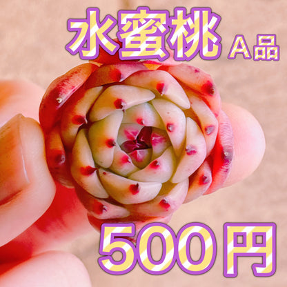 水蜜桃　A品　カット苗