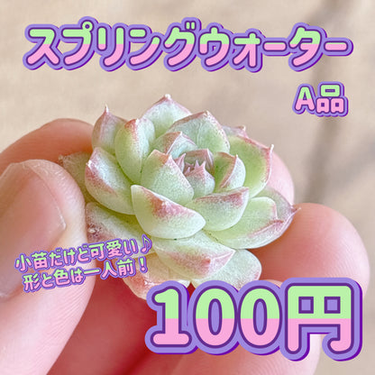 スプリングウォーター　A品　カット苗
