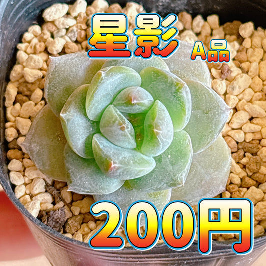 星影　A品　根付き苗