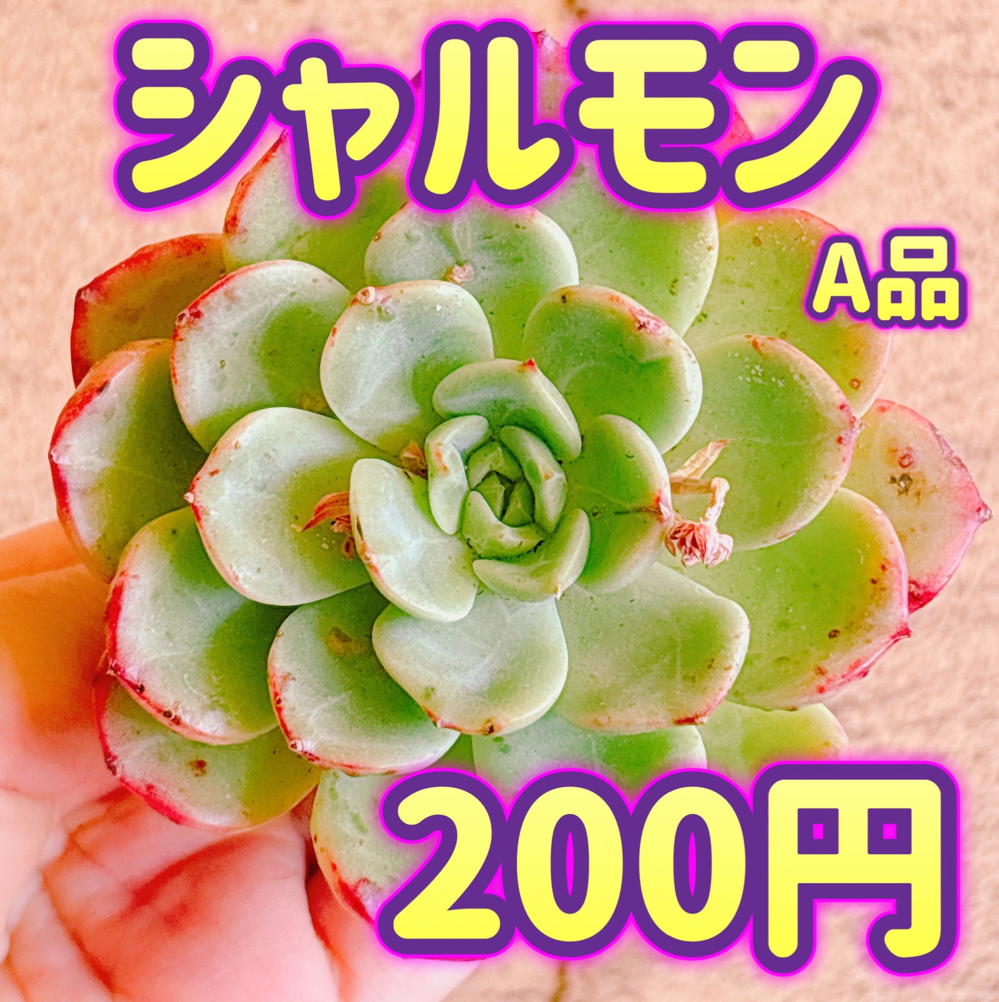 シャルモン　A品　カット苗