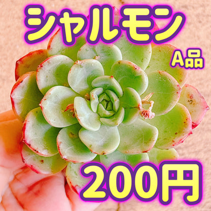 シャルモン　A品　カット苗