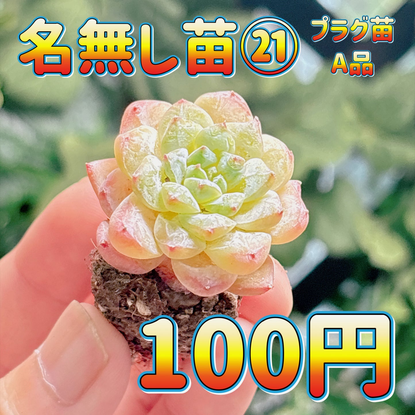 名無し苗２１　A品　プラグ苗