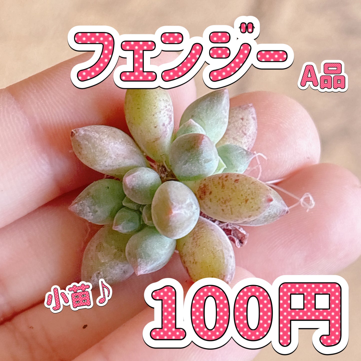 フェンジー　A品　カット苗