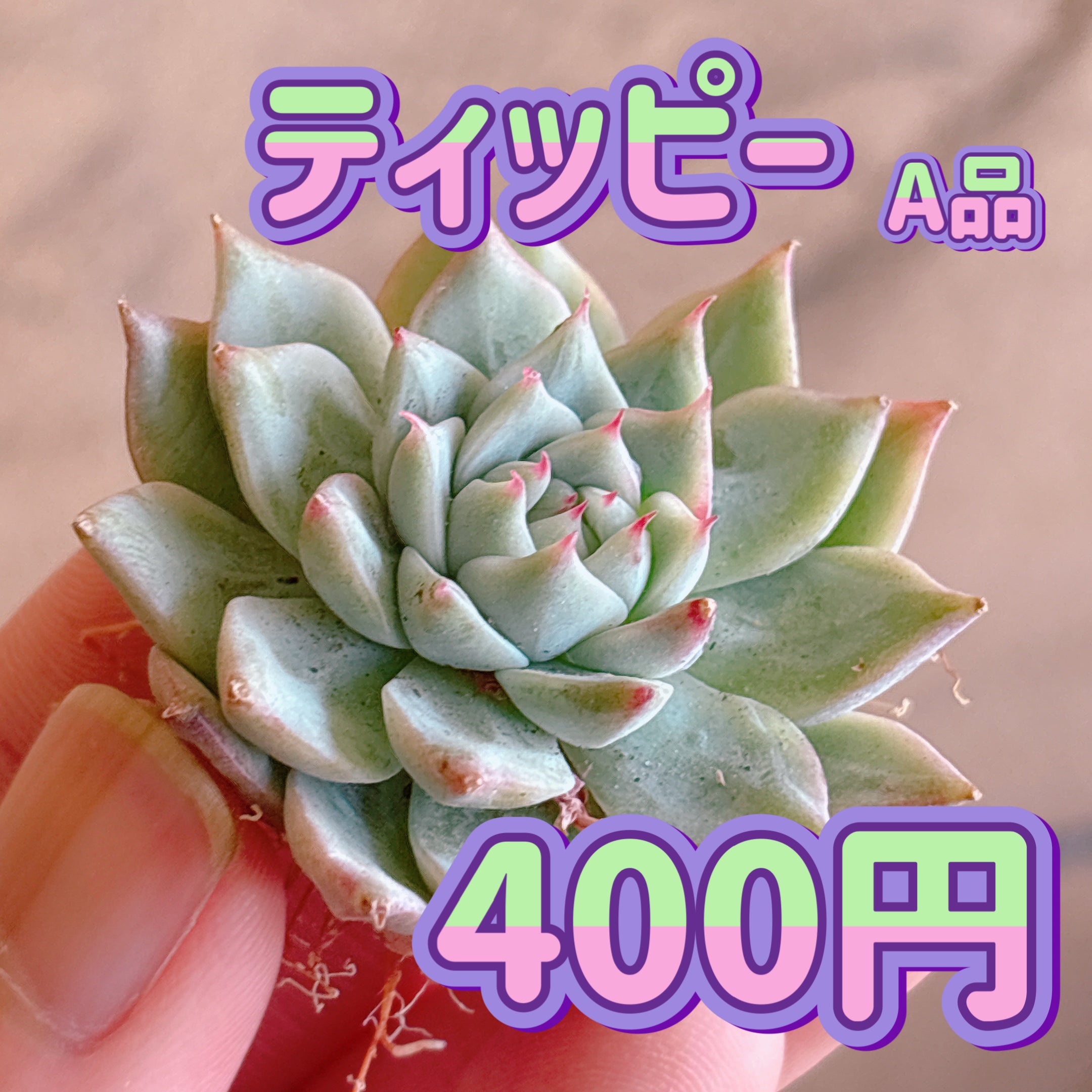 ハオルチア – Bull Succulent