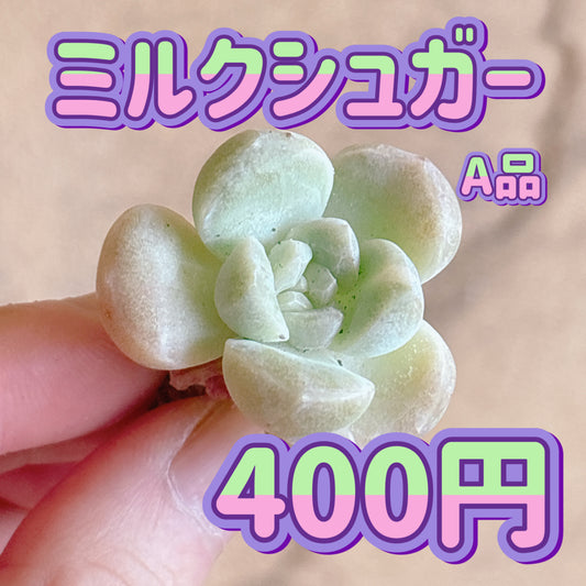 ミルクシュガー　A品　カット苗