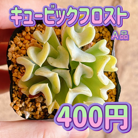 キュービックフロスト　A品　根付き苗