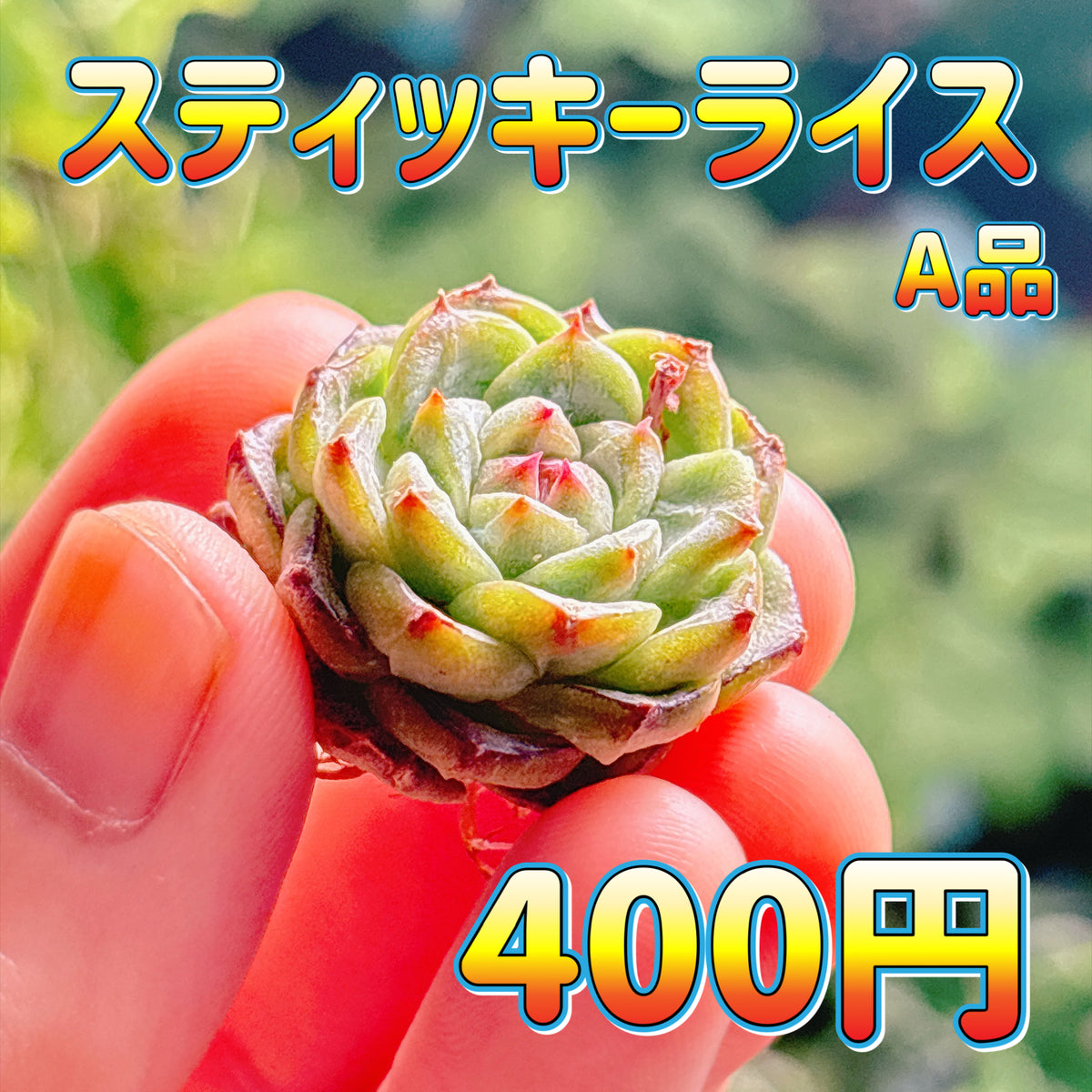 スティッキーライス　A品　カット苗