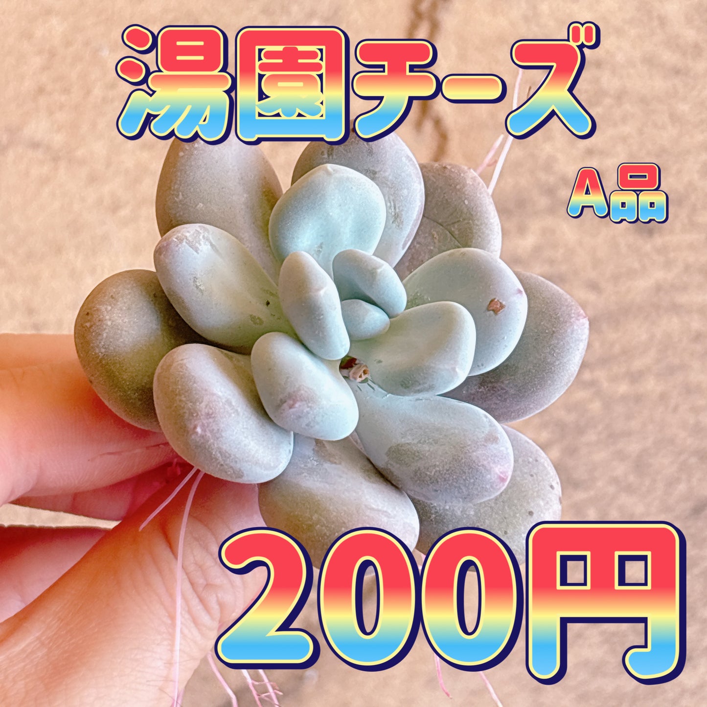 湯園チーズ　A品　カット苗