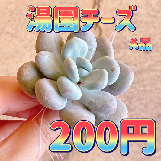 湯園チーズ　A品　カット苗