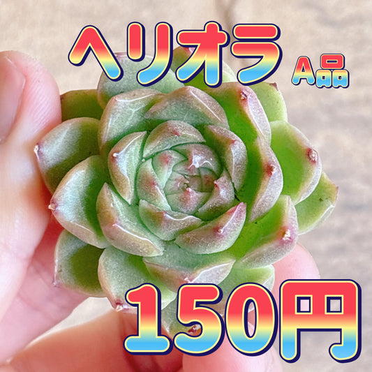 ヘリオラ　A品　カット苗