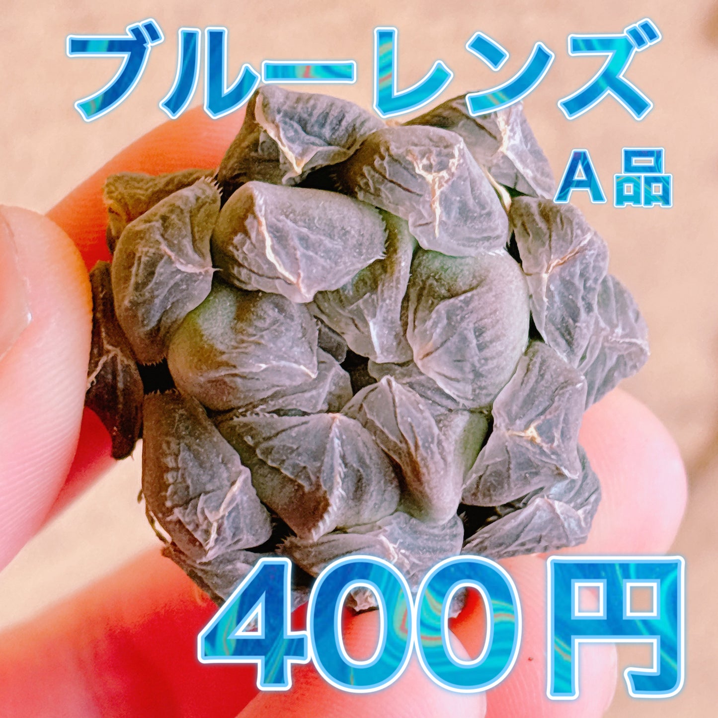 ブルーレンズ　A品　カット苗