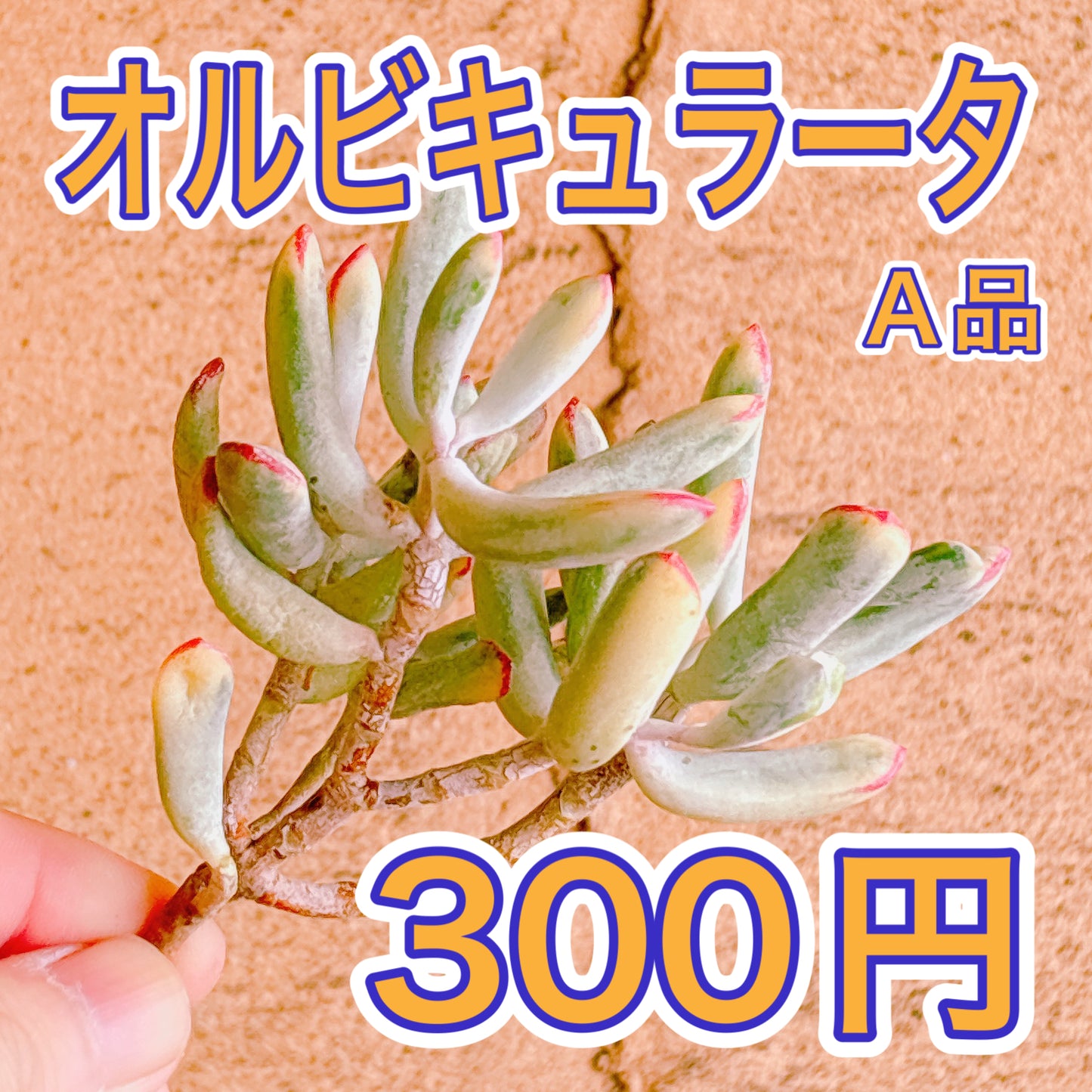 オルビキュラータ　A品　カット苗