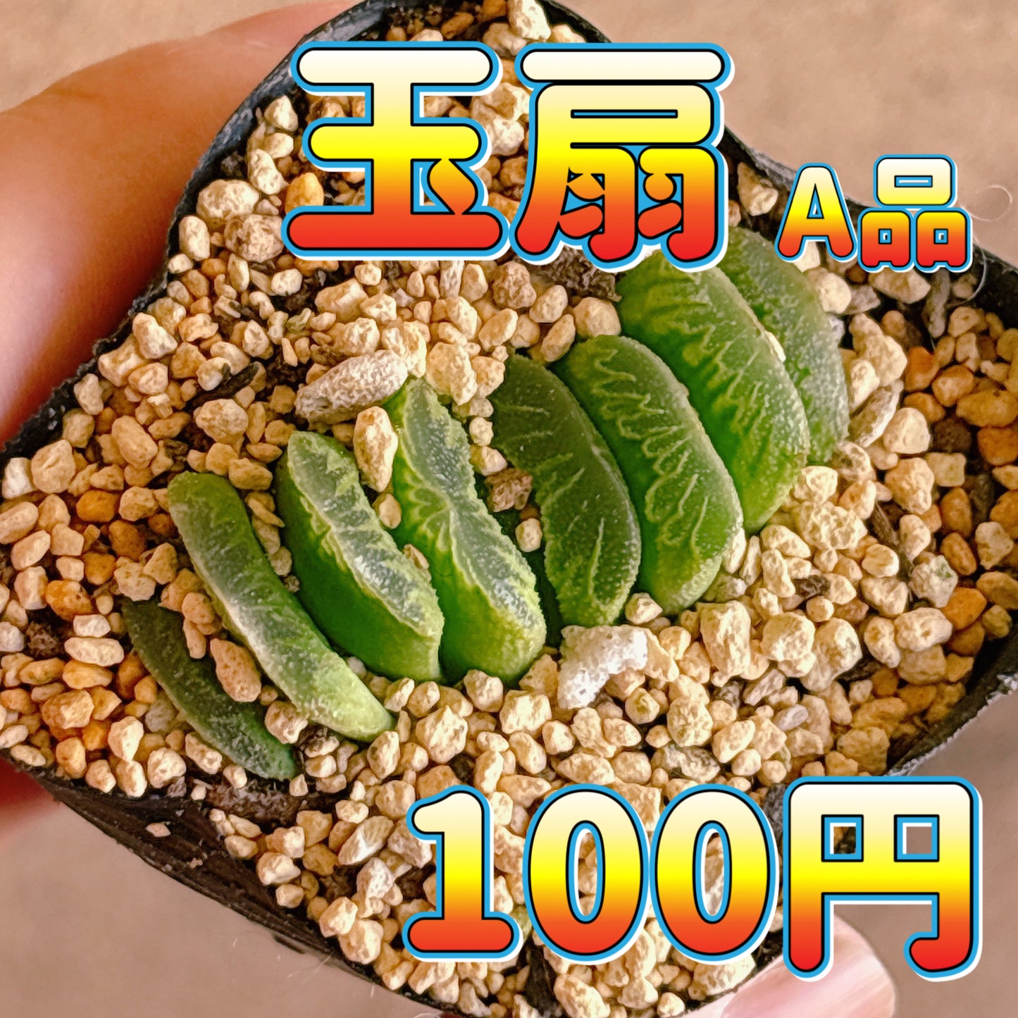 玉扇　A品　根付き苗