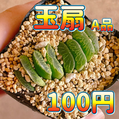 玉扇　A品　根付き苗