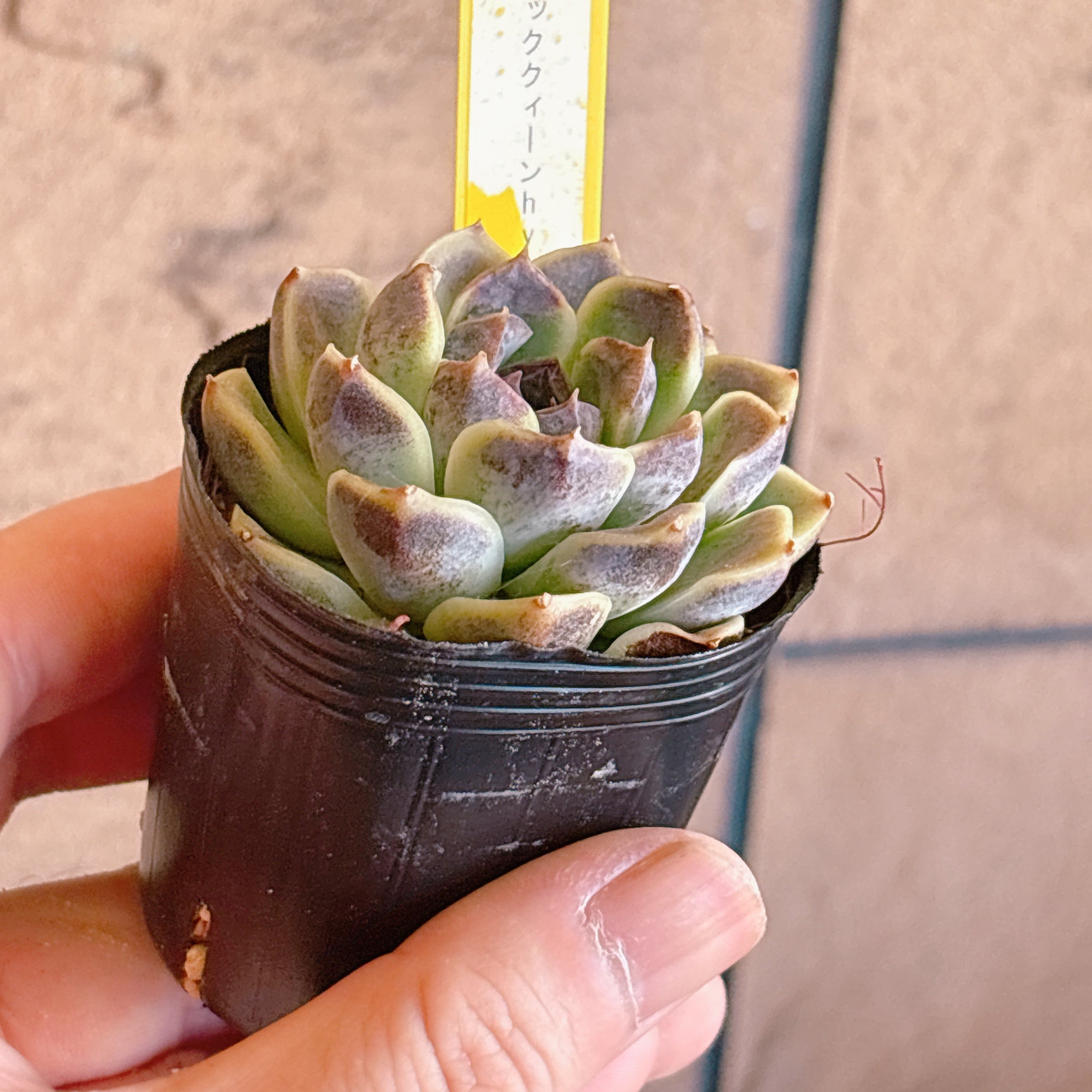 Top【選抜株】多肉植物　23097クィーンHyb　105個　プラグトレー苗 ブラッククィーンhyb 【2-21】 – Bull Succulent