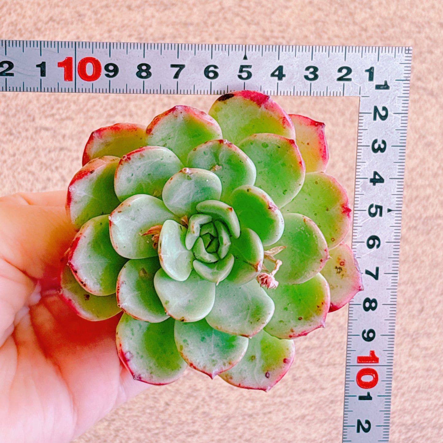 シャルモン　A品　カット苗