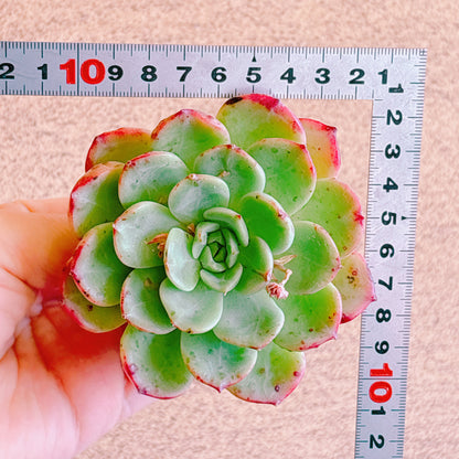 シャルモン　A品　カット苗