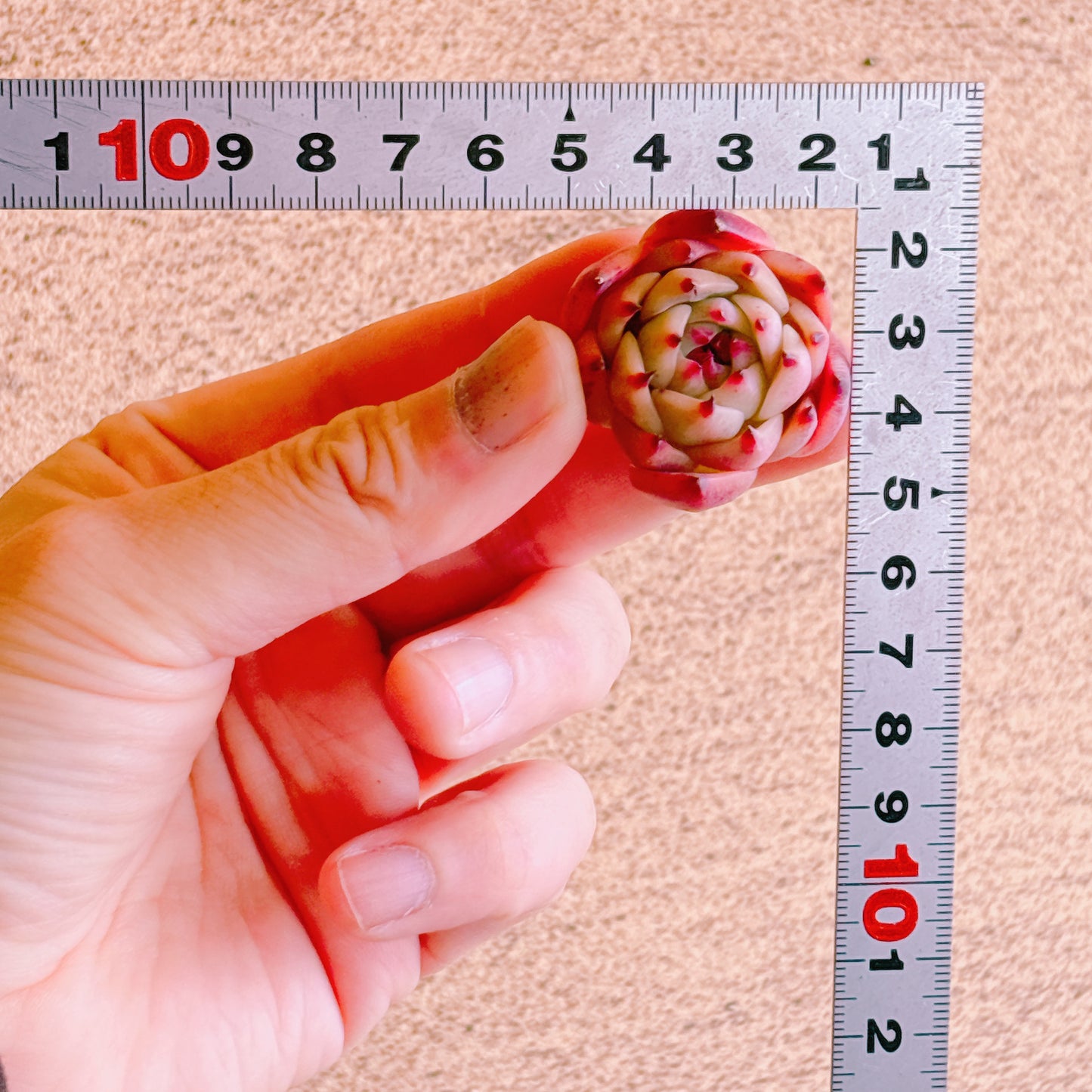 水蜜桃　A品　カット苗