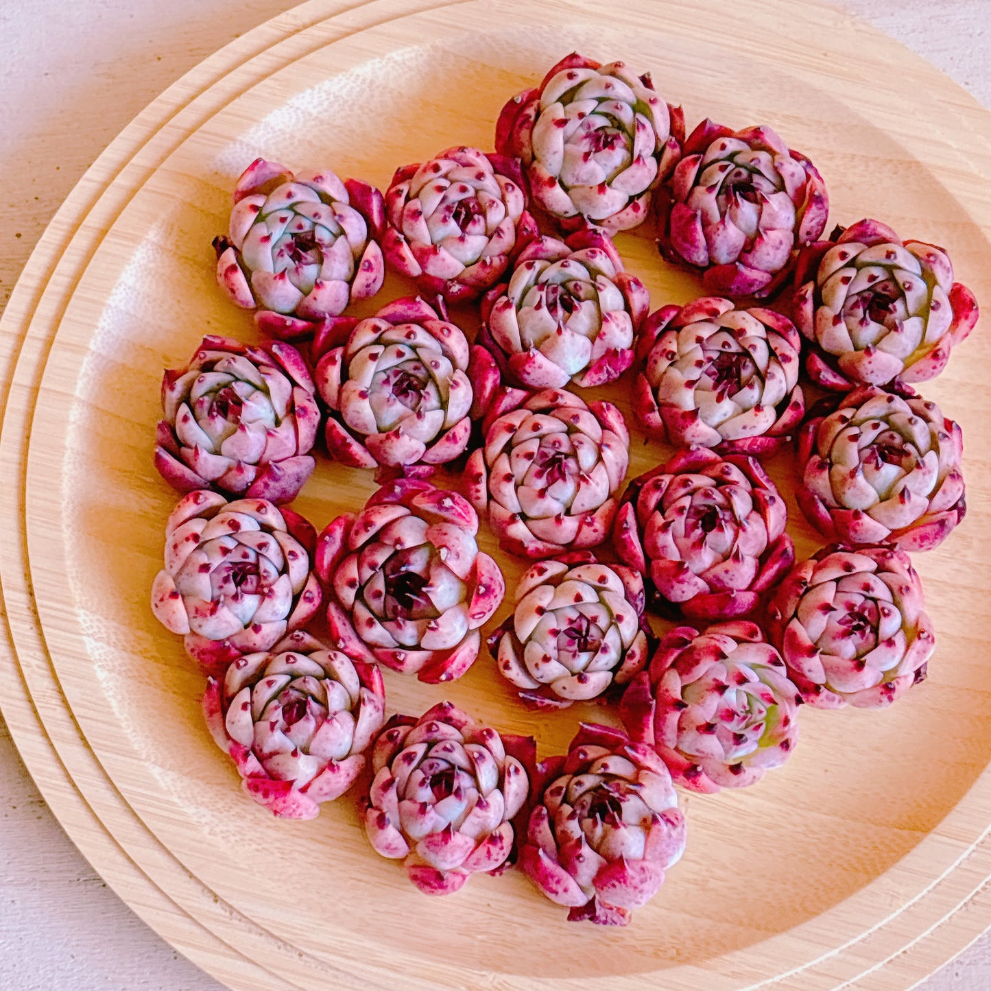 水蜜桃　A品　カット苗