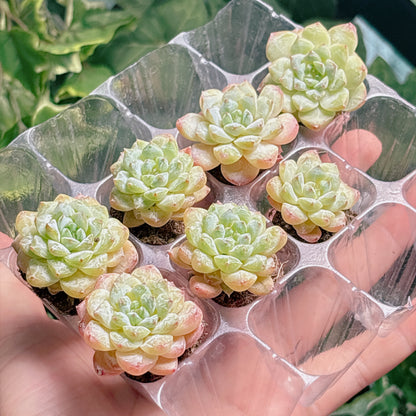 名無し苗２１　A品　プラグ苗