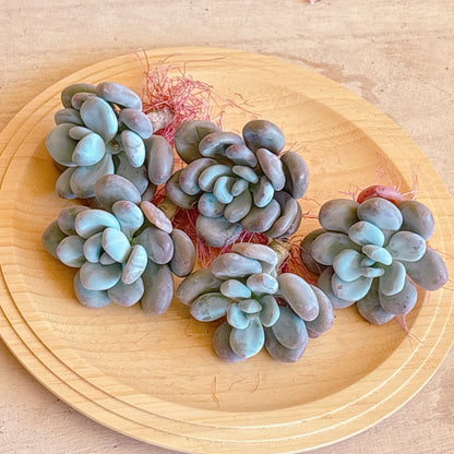 湯園チーズ　A品　カット苗