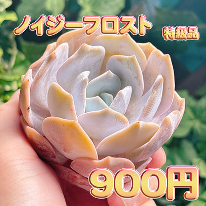 ノイジーフロスト　特級品　カット苗