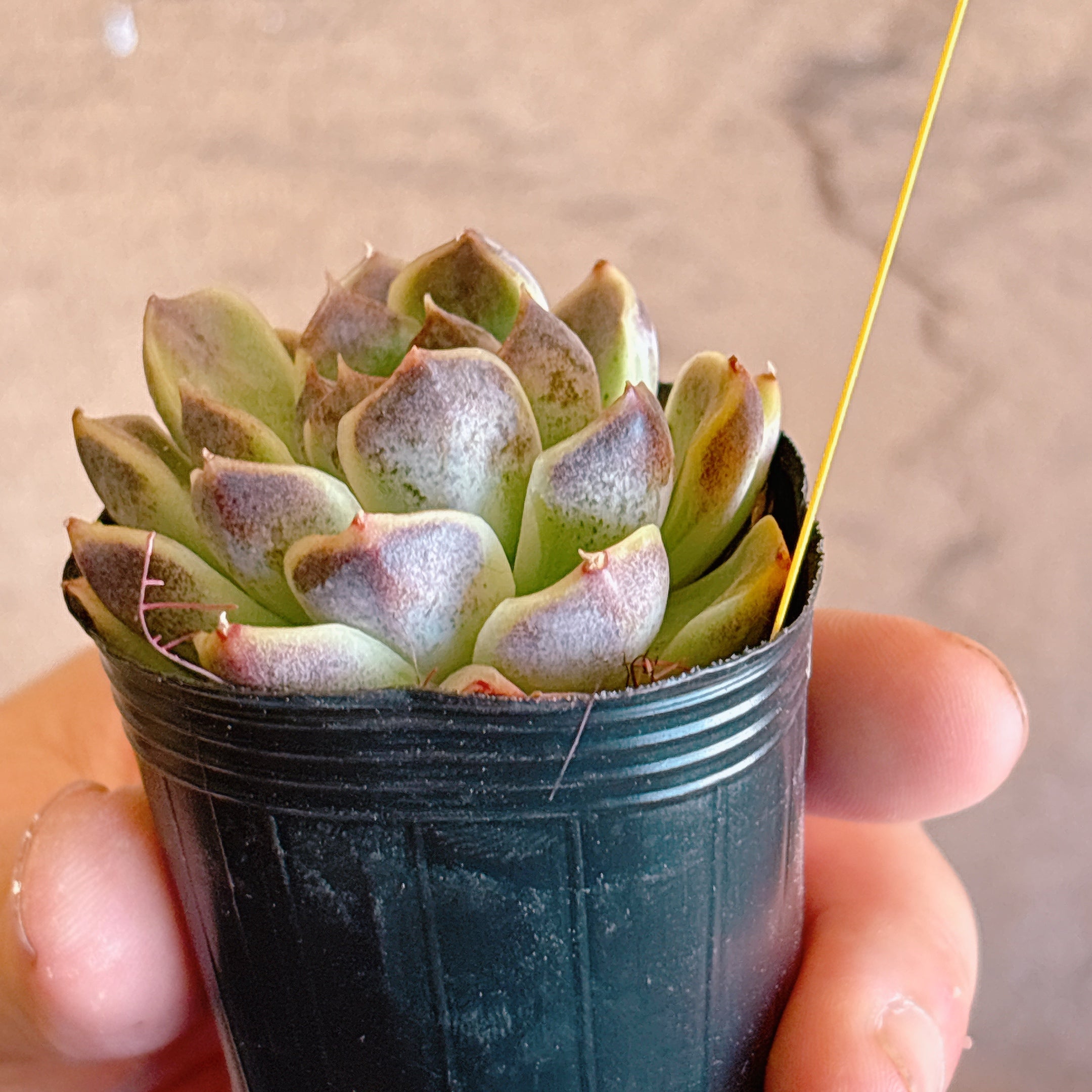 Top【選抜株】多肉植物　23097クィーンHyb　105個　プラグトレー苗 ブラッククィーンhyb 【2-21】 – Bull Succulent