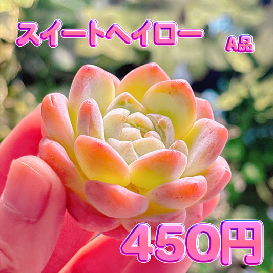 スイートヘイロー　A品　カット苗