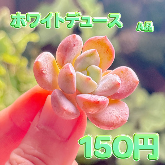 ホワイトデュース　A品　カット苗