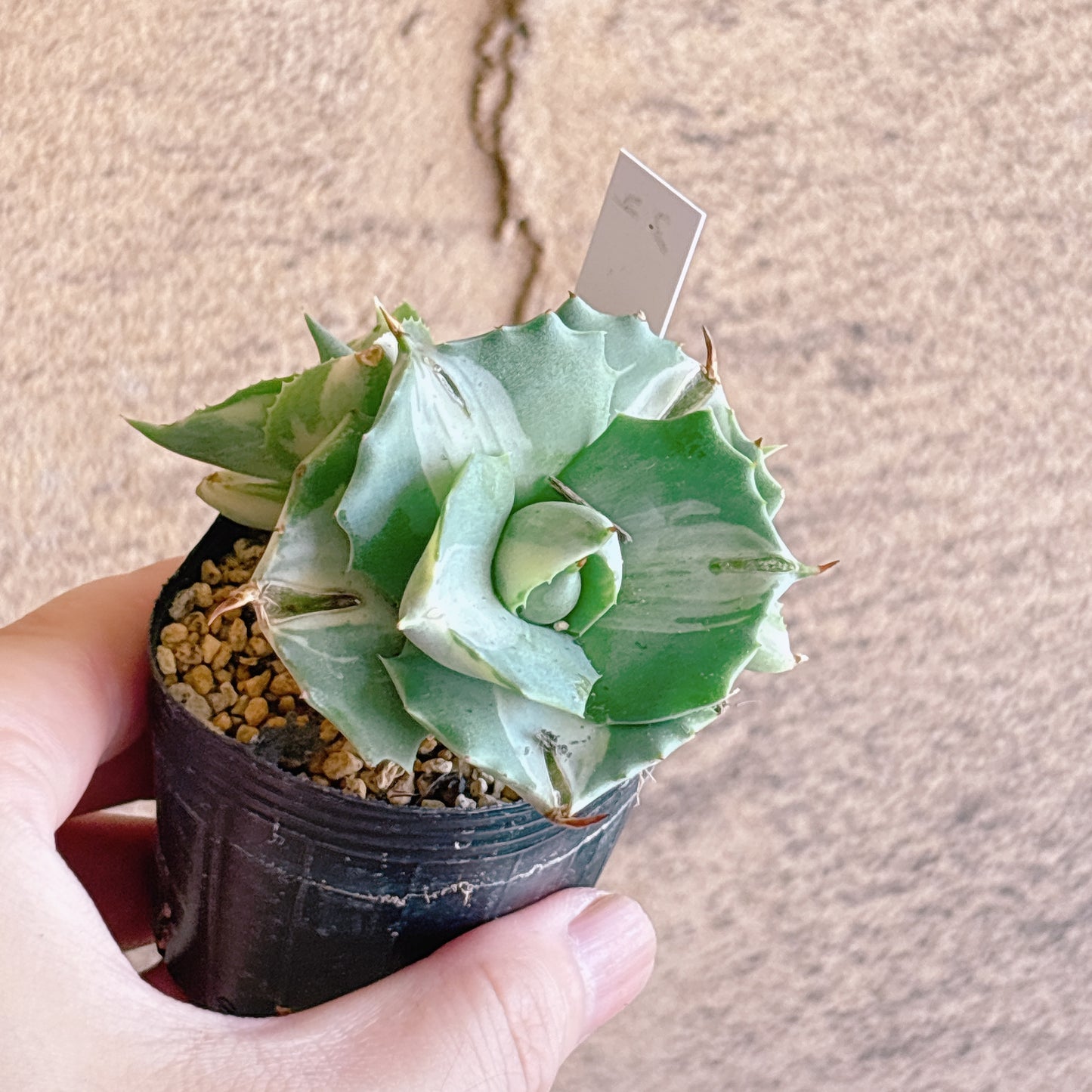 多肉植物