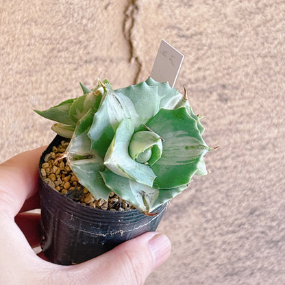 多肉植物