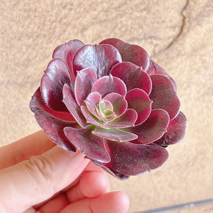 多肉植物
