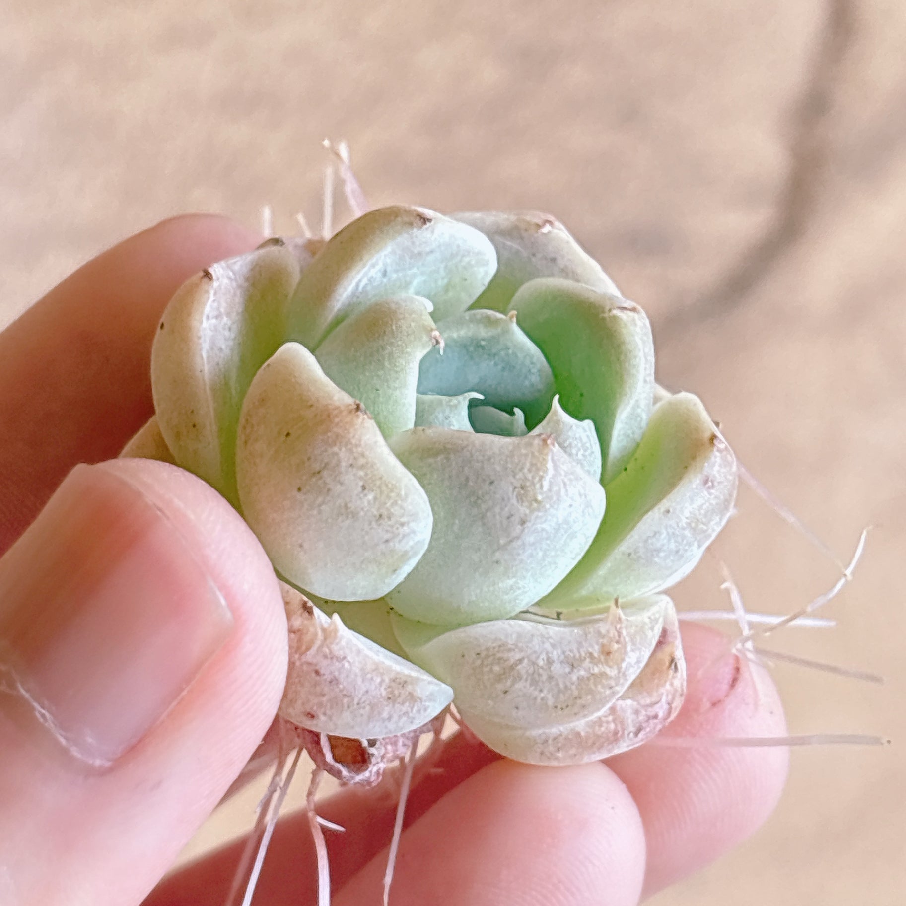 多肉植物